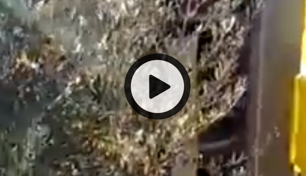 Vidéos récolte Olive (©alma-france.com 2018)