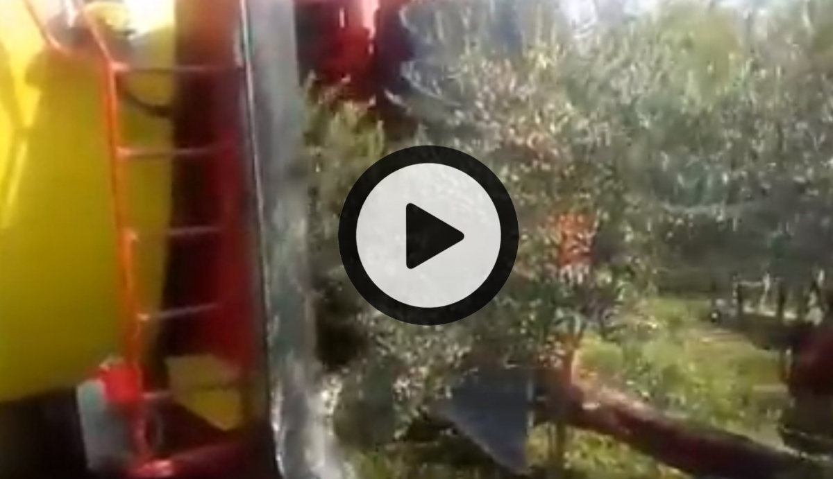 Vidéos récolte Olive (©alma-france.com 2018)
